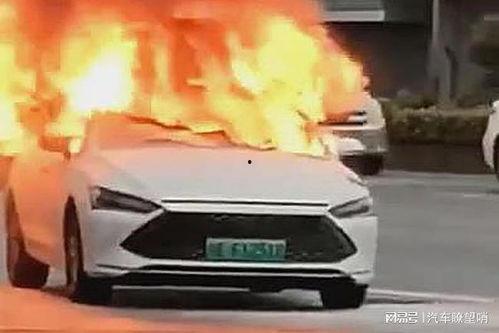 爆料海豚自燃视频播放下载,海豚自燃视频引发热议,真相令人震惊! 第1张 爆料海豚自燃视频播放下载,海豚自燃视频引发热议,真相令人震惊! 第1张